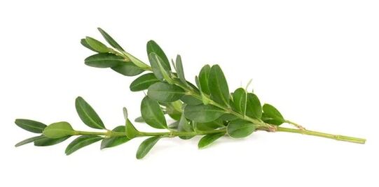 Ocuvit contiene Mirta Leaf Extact